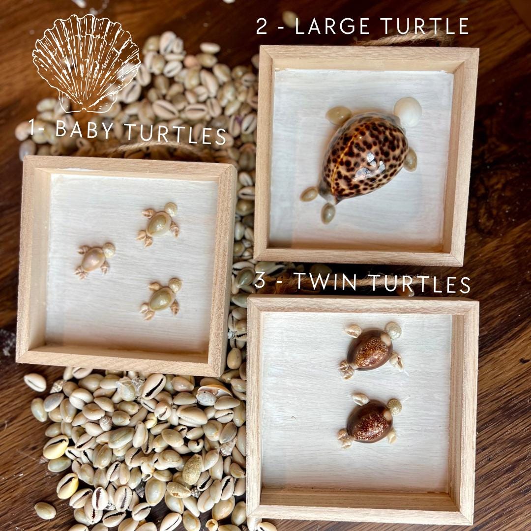 Handmade Seashell Turtle Shadow Box Décor