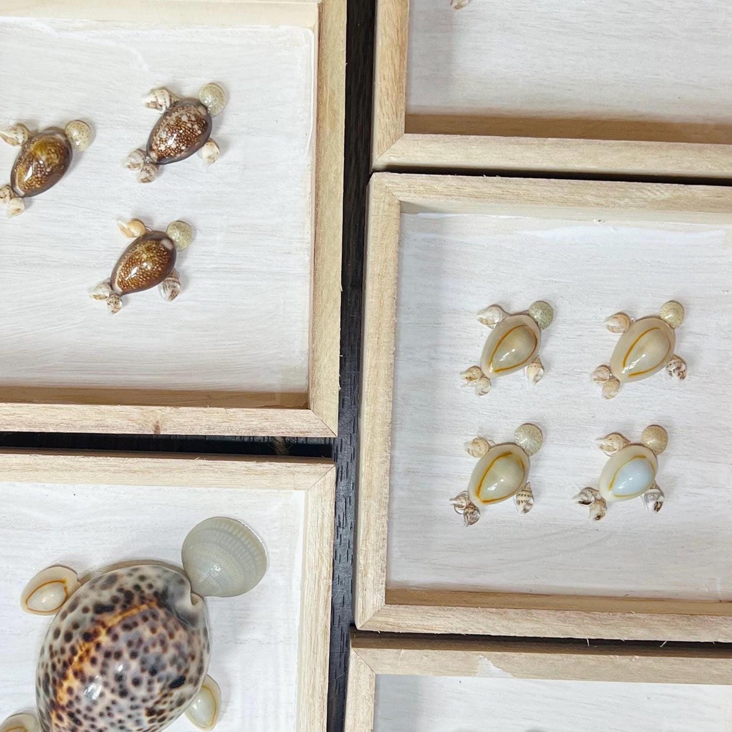 Handmade Seashell Turtle Shadow Box Décor