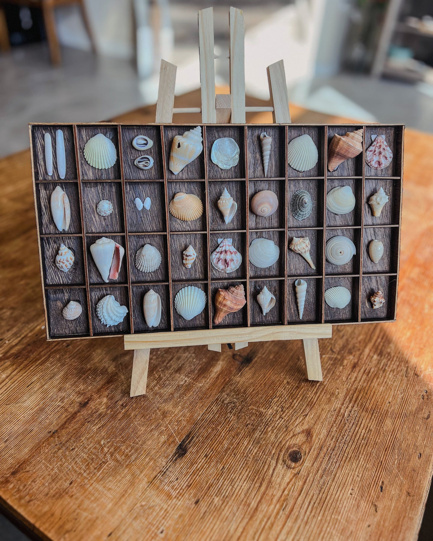 Seashell Painter’s Tray Display