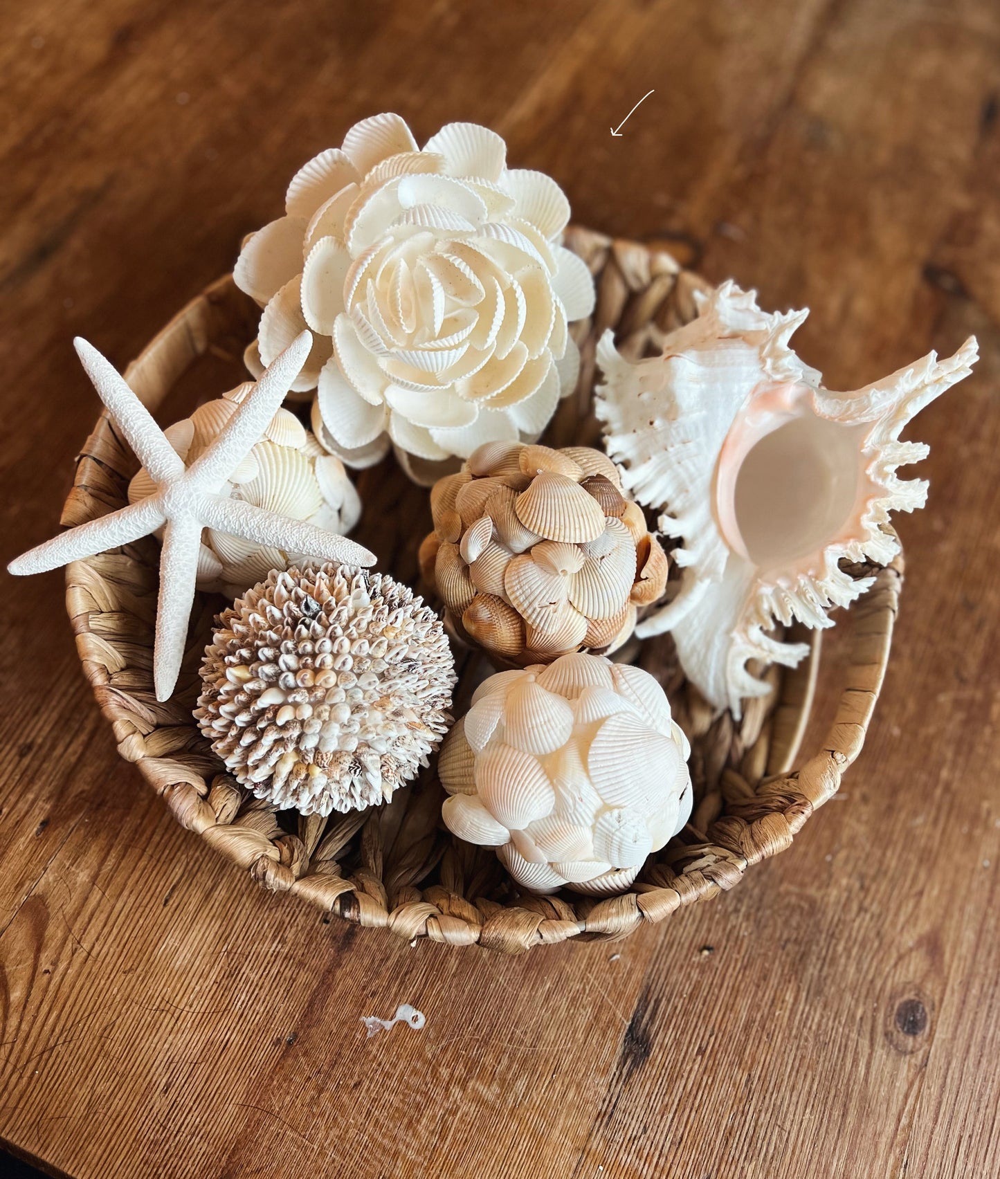 White Ark Seashell Flower