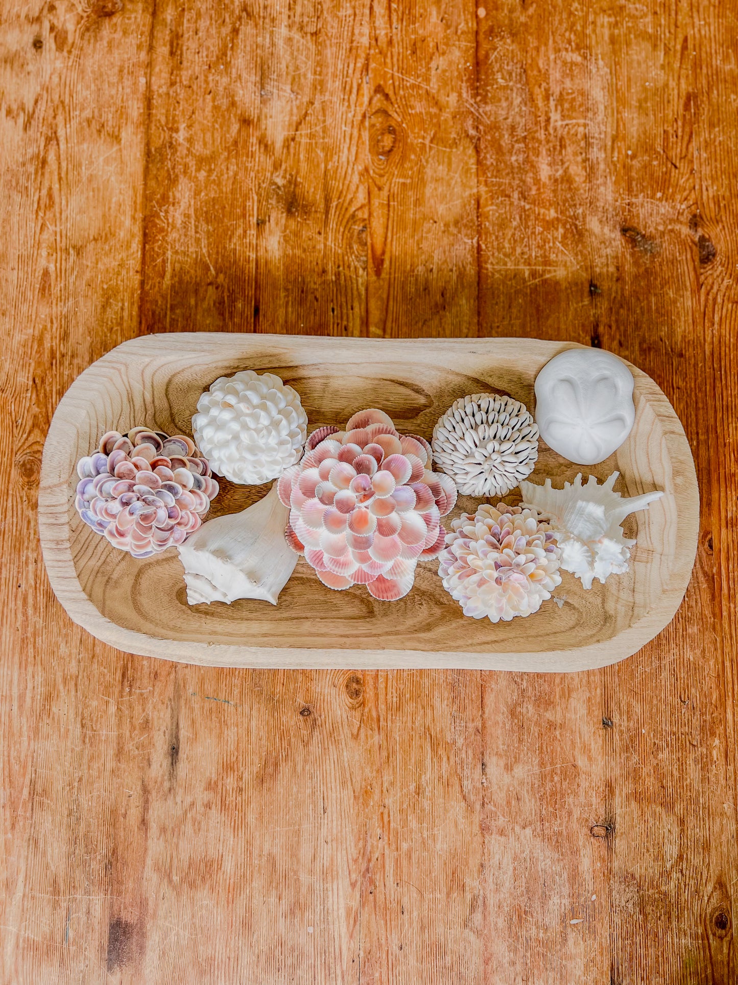 Coquina Seashell Flower