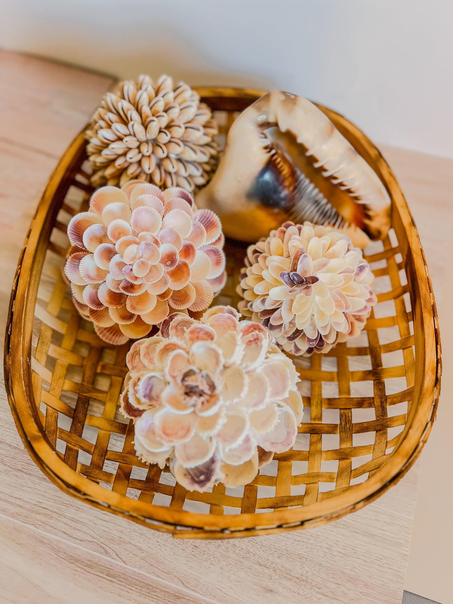 Coquina Seashell Flower