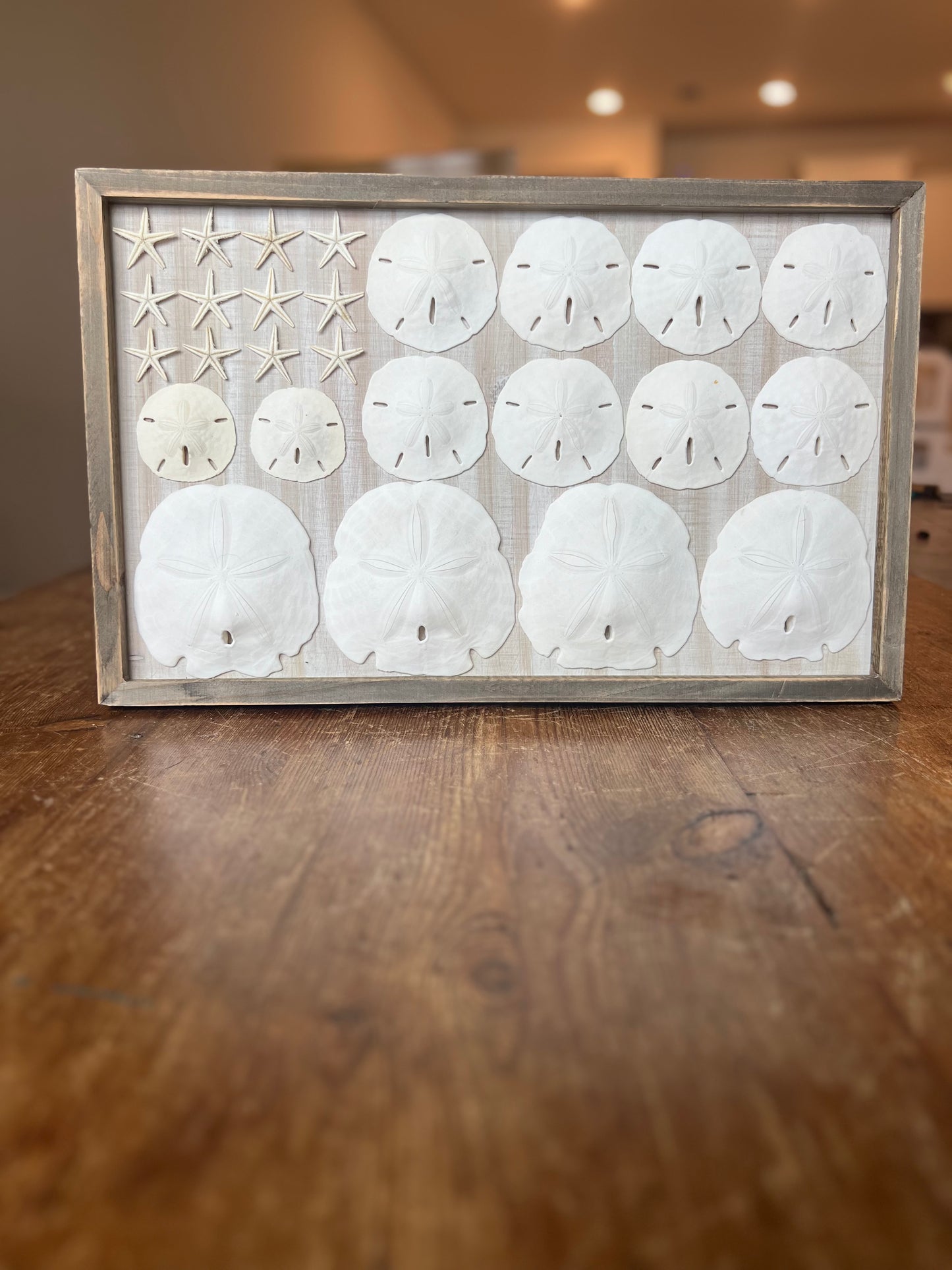 Sanddollar American Flag