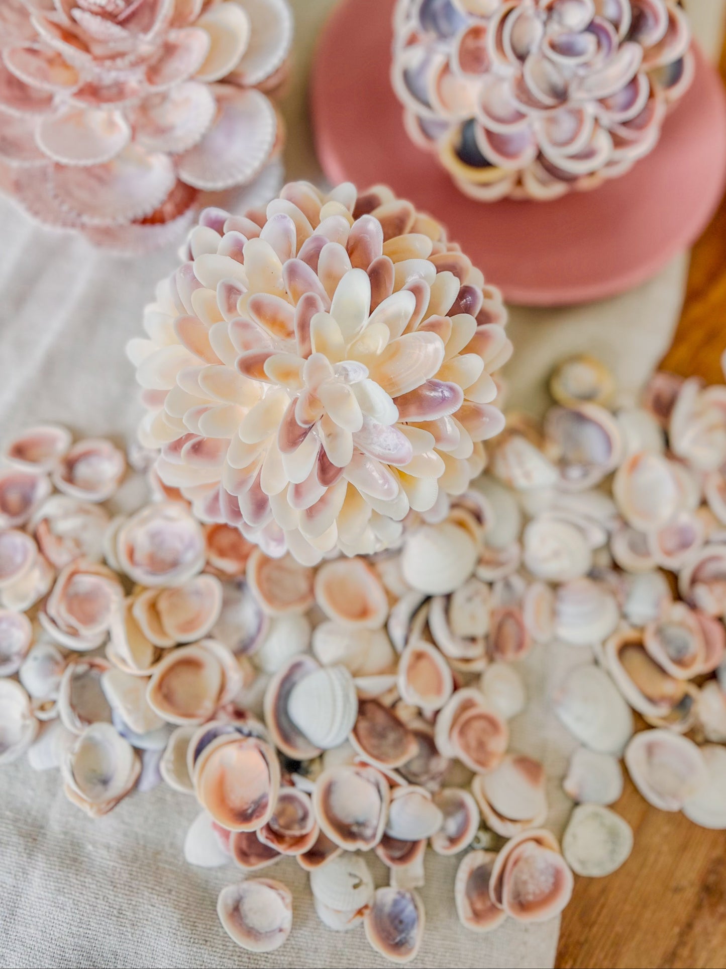 Coquina Seashell Flower