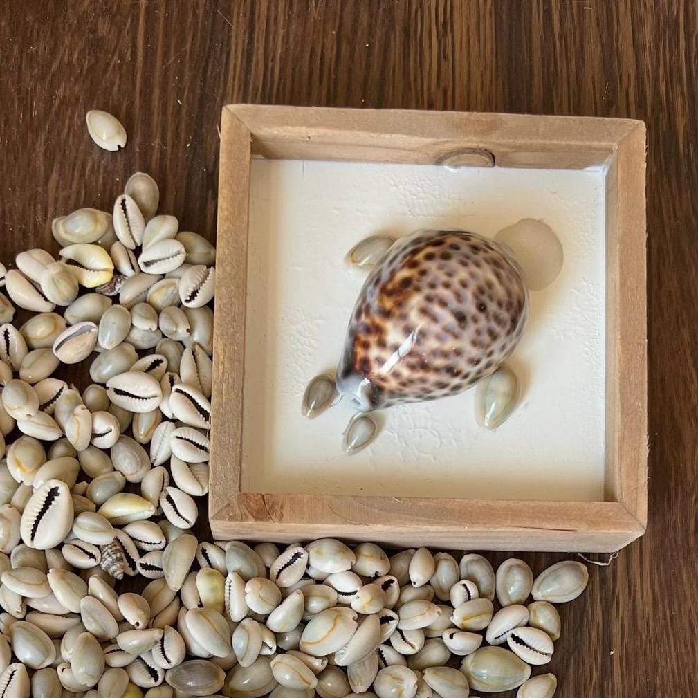 Handmade Seashell Turtle Shadow Box Décor
