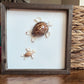 Mama and Baby Seashell Turtle Art