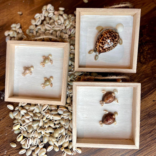 Handmade Seashell Turtle Shadow Box Décor