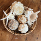 White Ark Seashell Flower