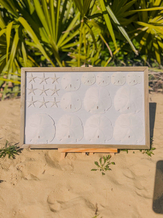 Sanddollar American Flag