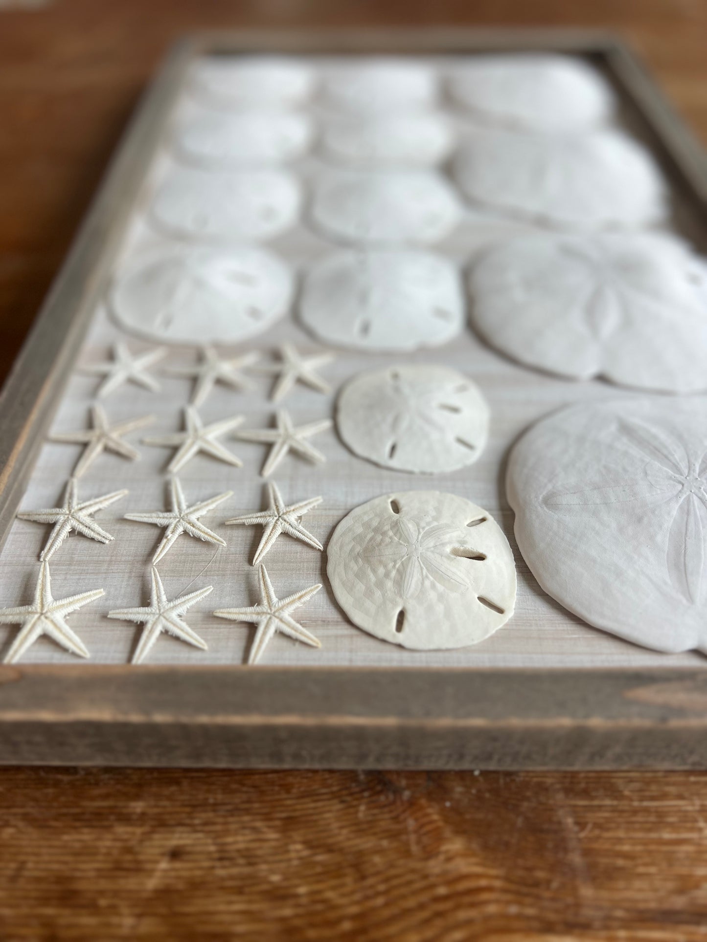 Sanddollar American Flag